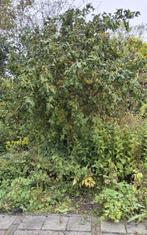 planten Krulhazelaar zelf uithalen gratis, Volle zon, Vaste plant, Bloeit niet, Ophalen