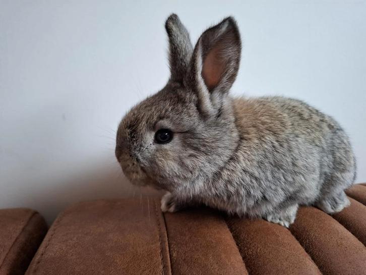 2 vlaamse reus rammetjes vanaf nu op te halen, Dieren en Toebehoren, Konijnen, Groot, Mannelijk, 0 tot 2 jaar