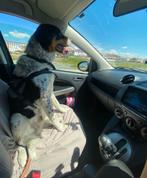 Leo wil zo graag, Dieren en Toebehoren, Honden | Niet-rashonden, 6 jaar of ouder, Particulier, Rabiës (hondsdolheid), Reu