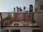Terrarium inclusief toebehoren, Dieren en Toebehoren, Reptielen en Amfibieën | Toebehoren, Ophalen of Verzenden, Gebruikt, Terrarium of Paludarium