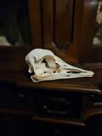 Schedel struisvogel, Ophalen of Verzenden, Schedel