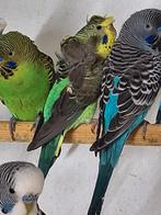 Te koop blackwing hagoromo, Mannelijk, Parkiet