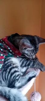 Mix maine coon kitten nog maar 1 katertje over, Kater, Ontwormd, 0 tot 2 jaar