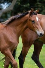 Hengstveulen springgefokt uit de Loma-stam, Dieren en Toebehoren, Paarden, Springpaard, Minder dan 160 cm, Niet van toepassing