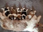 Super mooie en lieve puppies. PomeriaanxBoomer, Dieren en Toebehoren, Keeshond, Meerdere, Meerdere dieren, Nederland