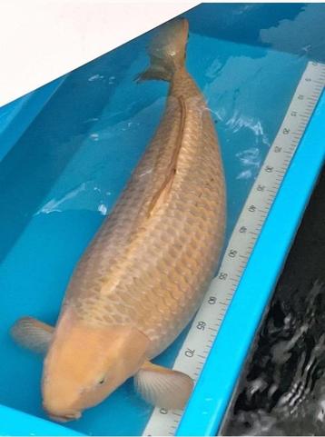 Hele mooie grote brede handtamme chagoi 85 cm beschikbaar voor biedingen