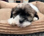 Schattige Boomer Pups - 4 Teefjes & 3 Reutjes, Overige rassen, Meerdere, Meerdere dieren, Nederland