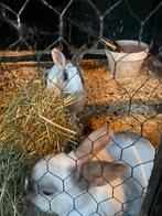 Gratis af te halen, 2 konijnen, Dieren en Toebehoren, Konijnen, Vrouwelijk, Dwerg, 3 tot 5 jaar