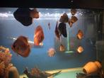 Discus vissen, Dieren en Toebehoren, Vissen | Aquariumvissen