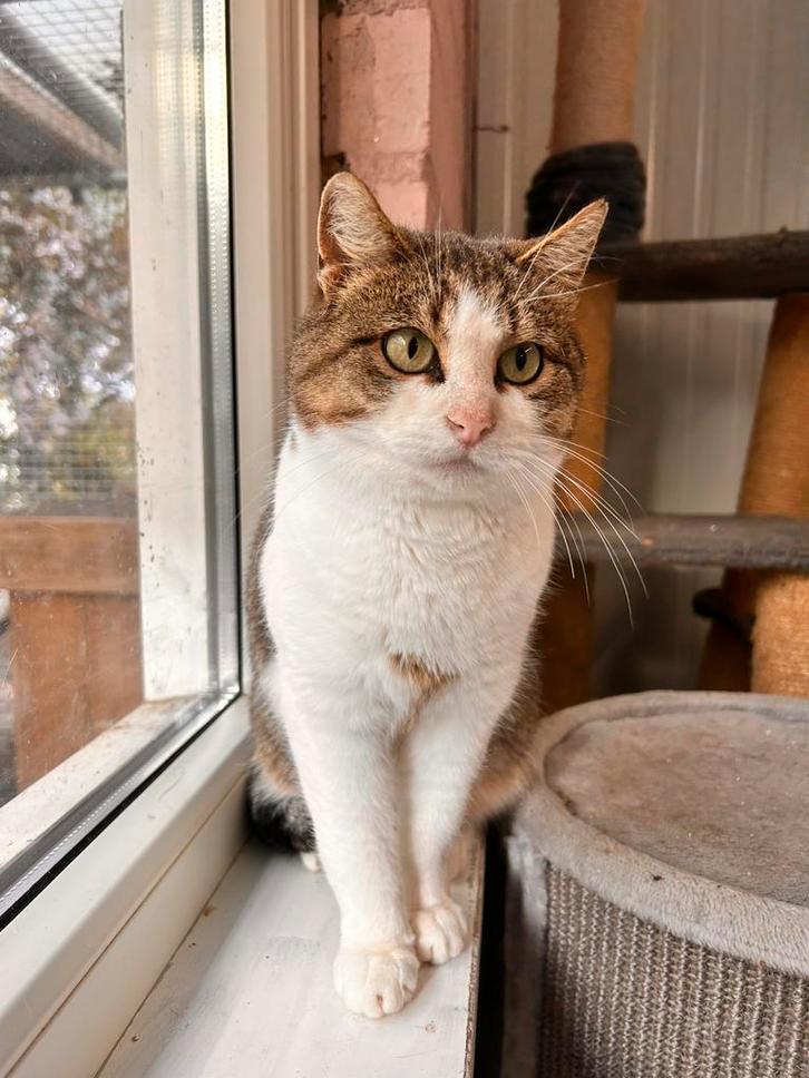 Minoes, poesje 6 jaar oud, Dieren en Toebehoren, Katten en Kittens | Overige Katten, Poes, 3 tot 5 jaar