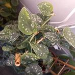 scindapsus pictus stekjes nr 14, Ophalen of Verzenden, Overige soorten, Minder dan 100 cm