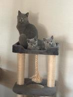 Britse korthaar kittens met uitmuntende stamboom, Meerdere dieren, Gechipt, 0 tot 2 jaar