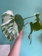 Monstera Albo Variegata 3 bladeren / geworteld witte kopstek, Ophalen, Overige soorten, Minder dan 100 cm