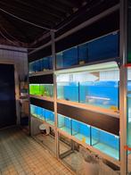 Aquariumstellingen/Kweekstellingen, Dieren en Toebehoren, Vissen | Aquaria en Toebehoren, Ophalen, Gebruikt, -, -
