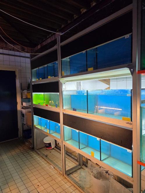 Aquariumstellingen/Kweekstellingen, Dieren en Toebehoren, Vissen | Aquaria en Toebehoren, Gebruikt, Leeg aquarium, Ophalen