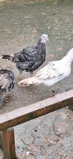 kalkoenen, September, Meerdere dieren