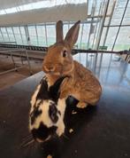 Konijnen tekoop/tehuur, Mannelijk, Groot