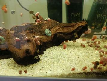 Posthoorn Slakken | Aquarium Opruimers (Ramshorn Snail) beschikbaar voor biedingen