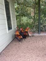 Jonge Araucana Hanen, Dieren en Toebehoren, Pluimvee, Mannelijk, Kip