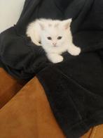 100% Britse korthaar kitten WIT 7 weken mag direct mee, Dieren en Toebehoren, Katten en Kittens | Raskatten | Korthaar