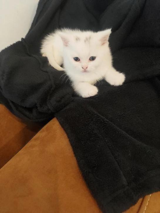 100% Britse korthaar kitten WIT 9 weken mag direct mee, Dieren en Toebehoren, Katten en Kittens | Raskatten | Korthaar
