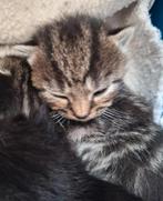 Prachtige, lieve kittens, poesje, katertje, zwart, tijger, Meerdere dieren, Kortharig, 0 tot 2 jaar