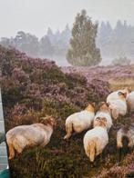 prent schapen op de veluwe, Huis en Inrichting, Woonaccessoires | Schilderijen, Tekeningen en Foto's, Ophalen of Verzenden