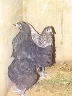 Australorp hennen van 3,5 a 4 maanden oud, Dieren en Toebehoren, Pluimvee, Vrouwelijk, Kip