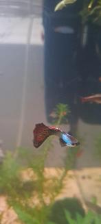 Rasechte Silverado Dragon Guppies / Dalmatiër Mollies, Dieren en Toebehoren, Vissen | Aquariumvissen, Vis