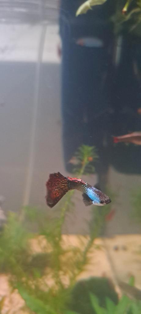 Rasechte Silverado Dragon Guppies / Dalmatiër Mollies, Dieren en Toebehoren, Vissen | Aquariumvissen, Vis