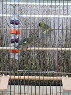 koppel baardsijzen, Dieren en Toebehoren, Vogels | Overige Vogels, Meerdere dieren, Tropenvogel, Geringd