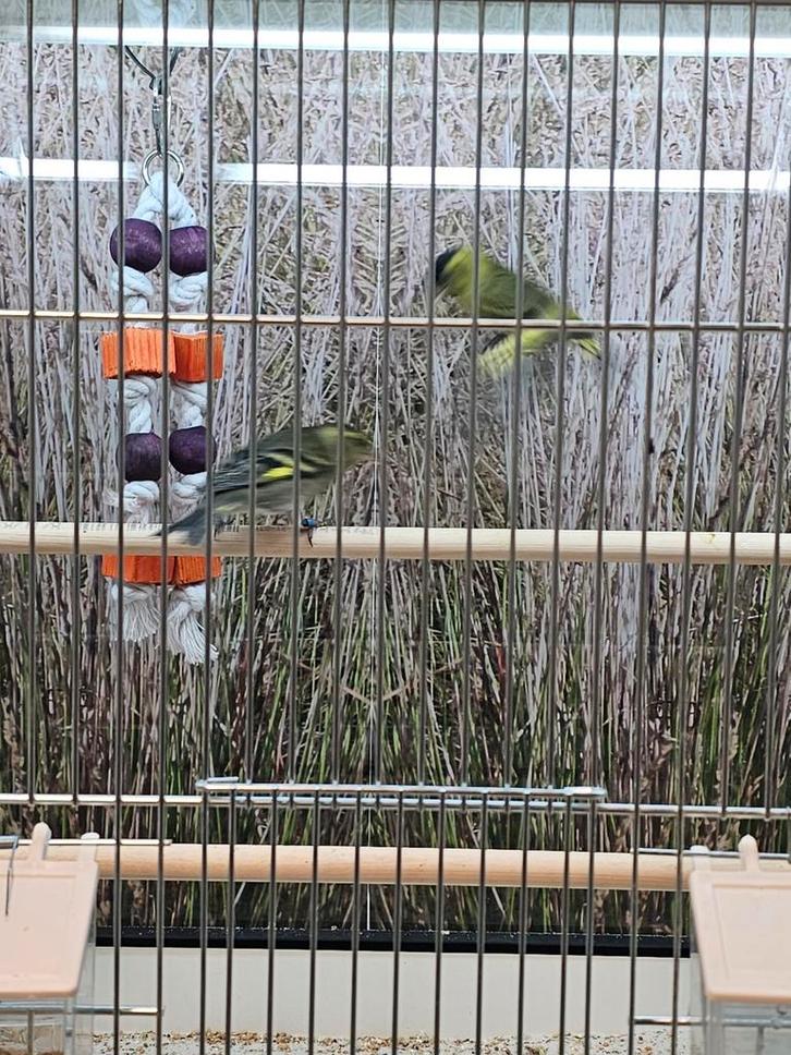 koppel baardsijzen, Dieren en Toebehoren, Vogels | Overige Vogels, Tropenvogel, Meerdere dieren, Geringd