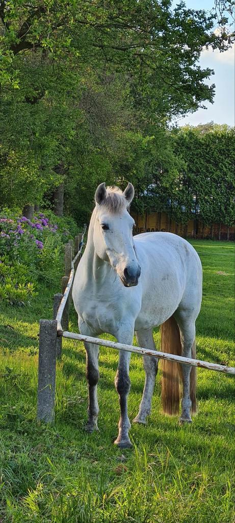 Prachtige pre x lusitano 8 jr, Dieren en Toebehoren, Paarden, Ruin, B, 160 tot 165 cm, 7 tot 10 jaar, Dressuurpaard, Gechipt, Ontwormd