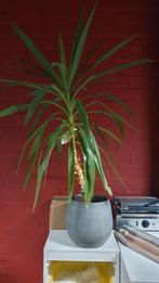 Plant, Ophalen of Verzenden, Overige soorten, Volle zon