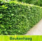 Beukenhaag - Fagus Sylvatica, Tuin en Terras, Planten | Bomen, Bloeit niet, Halfschaduw, 100 tot 250 cm, Overige soorten