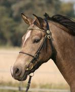 Keuringshoofdstel cob, Dieren en Toebehoren, Ophalen of Verzenden, Overige soorten