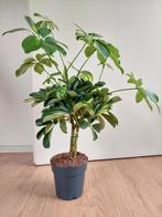Schefflera Arboricola 'Gold Capella' (op stam) - Vingersboom, Huis en Inrichting, Kamerplanten, Ophalen, Overige soorten, Halfschaduw