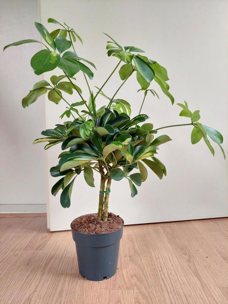 Schefflera Arboricola 'Gold Capella' (op stam) - Vingersboom, Huis en Inrichting, Kamerplanten, Overige soorten, Minder dan 100 cm