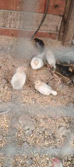 Serama kuikens hennen en hanen, Dieren en Toebehoren, Pluimvee, Meerdere dieren, Kip