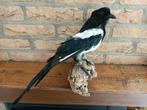 Opgezette ekster op houtje, Verzenden, Zo goed als nieuw, Vogel, Opgezet dier
