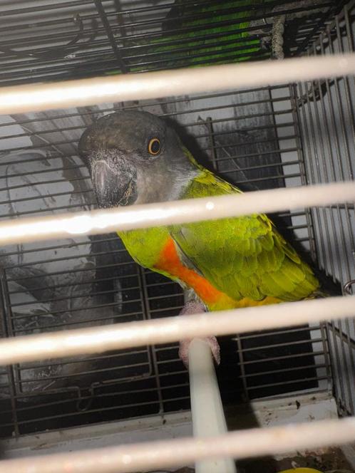 Titel: Tamme bonte boer, Dieren en Toebehoren, Vogels | Parkieten en Papegaaien, Papegaai, Mannelijk, Tam