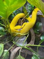 1.1. Trimeresurus Albolabris Albino cb2020, Dieren en Toebehoren, Reptielen en Amfibieën, Slang