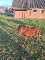 Mooi mini paardje te koop, Dieren en Toebehoren, Pony's, Hengst, A pony (tot 1.17m), Gechipt, 0 tot 2 jaar