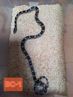 3 jonge rattenslangen, Dieren en Toebehoren, Reptielen en Amfibieën, Slang, 0 tot 2 jaar