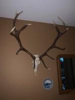 Herten gewei 13 ender, Huis en Inrichting, Woonaccessoires | Wanddecoraties, Ophalen, Gebruikt