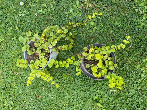 Te koop: bodembedekker, bont penningkruid, Tuin en Terras, Planten | Tuinplanten, Vaste plant, Bodembedekkers, Halfschaduw, Zomer