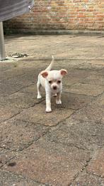 Chihuahua champagne rednose reutje, Dieren en Toebehoren, Honden | Chihuahua's en Gezelschapshonden, Meerdere, Meerdere dieren