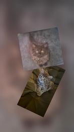 2 kittens mogen per 15 november weg., Dieren en Toebehoren, Meerdere dieren, Ontwormd