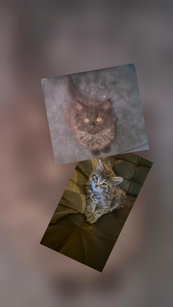 2 kittens mogen per 15 november weg., Dieren en Toebehoren, Katten en Kittens | Raskatten | Korthaar, Meerdere dieren, Ontwormd