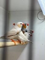 Zebravinken, Dieren en Toebehoren, Vogels | Overige Vogels, Meerdere dieren, Tropenvogel